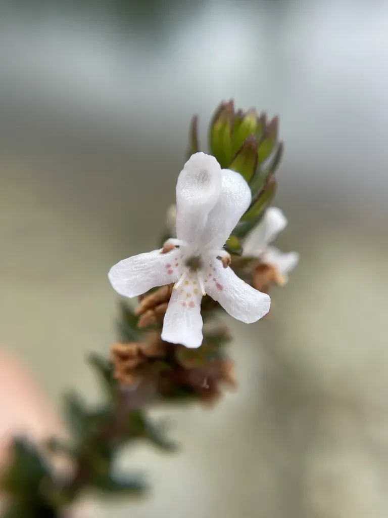 Westringia Rubiifolia