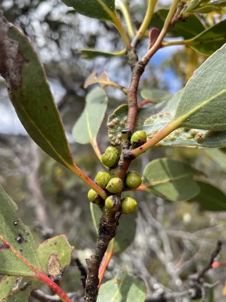 Tasmanian Alpine Yellow Gum