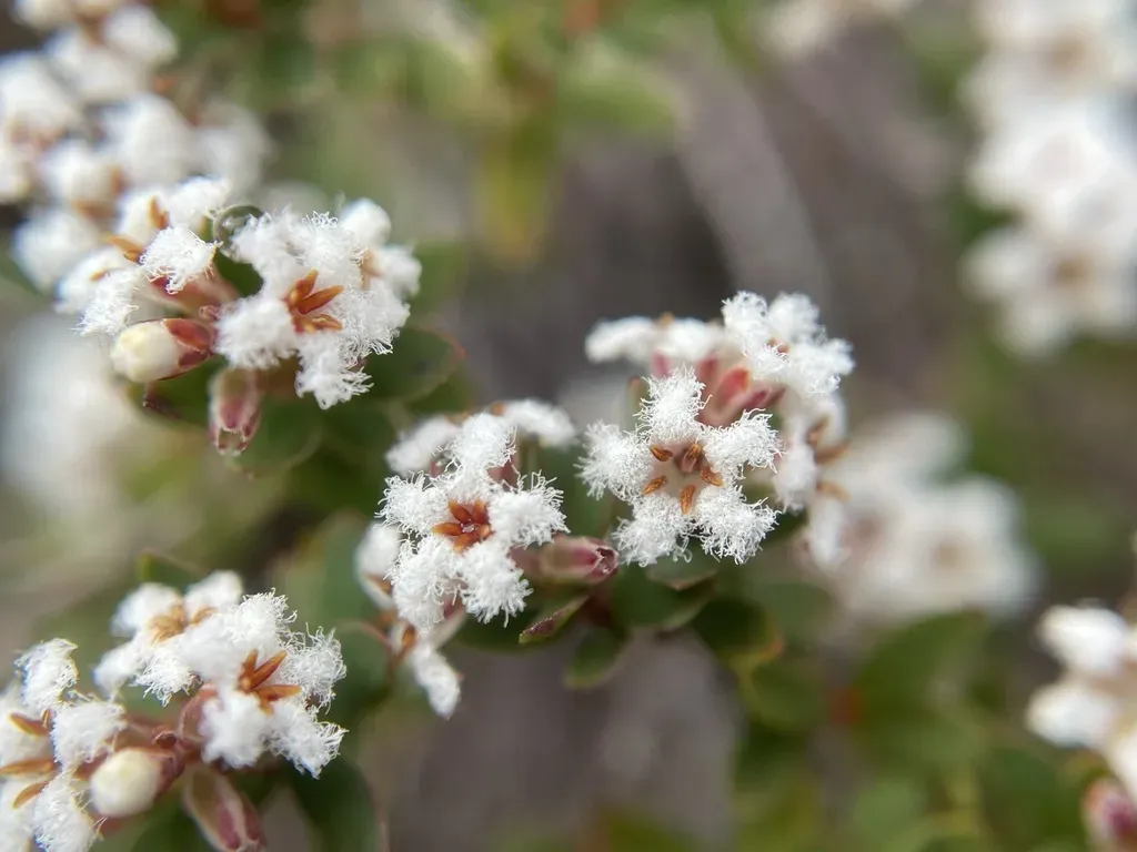 Leucopogon Oreophilus