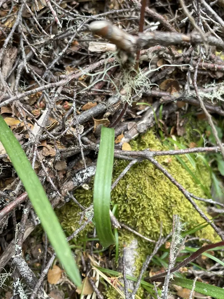Mountain Caladenia