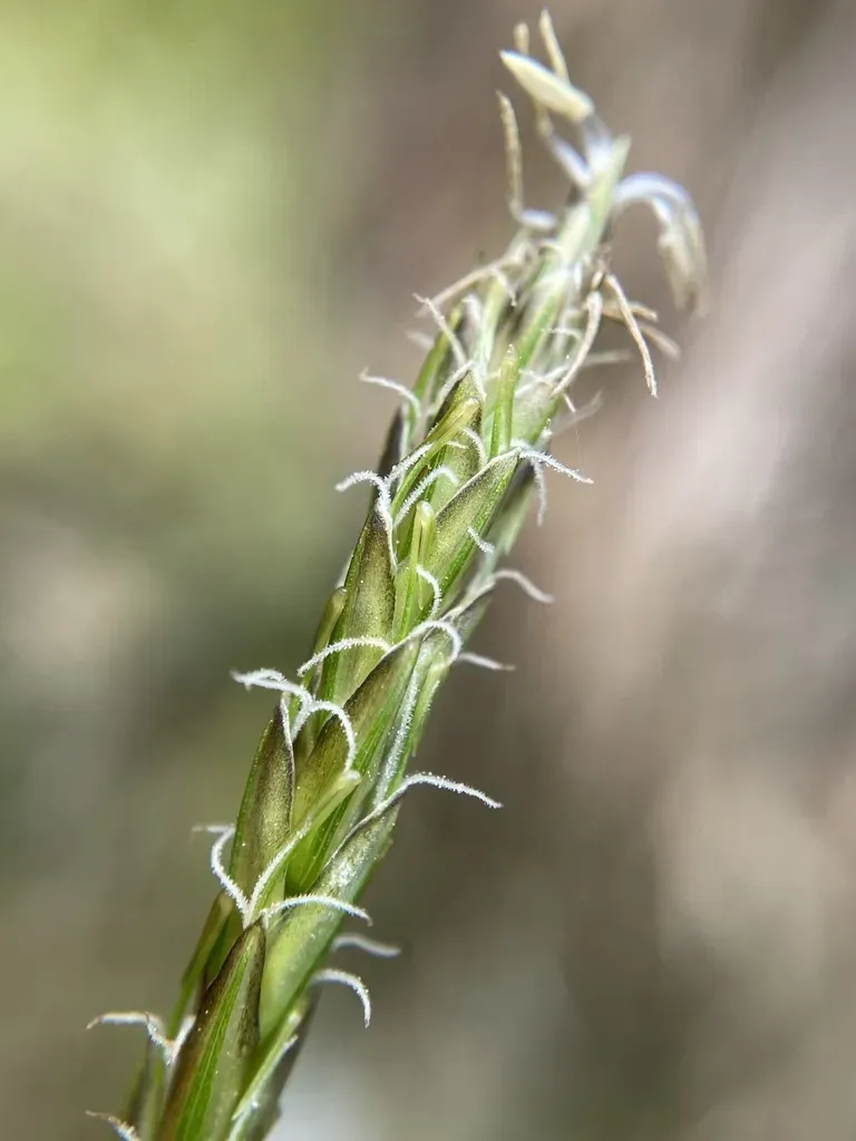 Carex Austrotenella