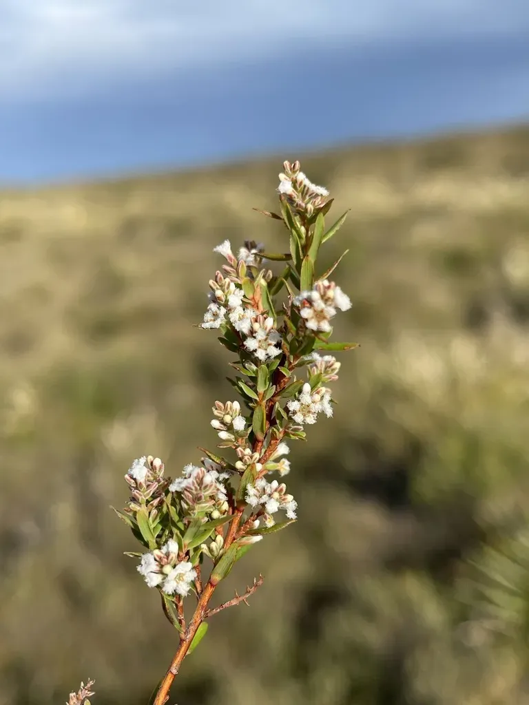 Fringed Beard-heath