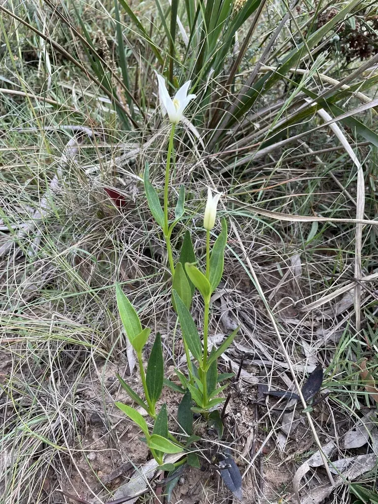 Clematis Gentianoides