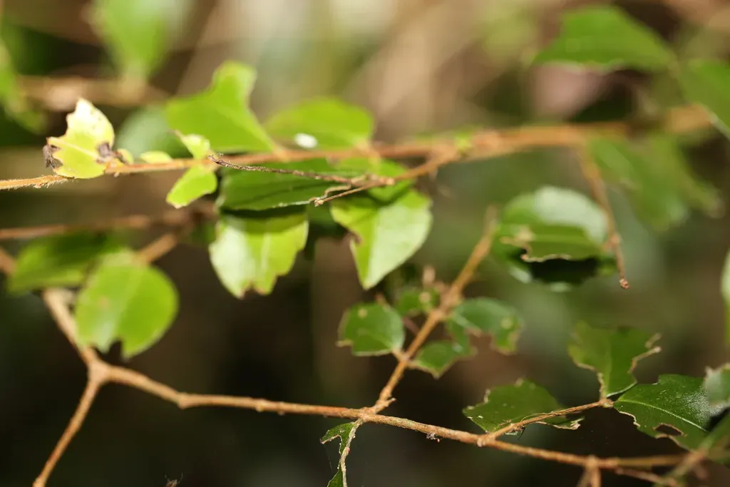 Thready-barked Myrtle