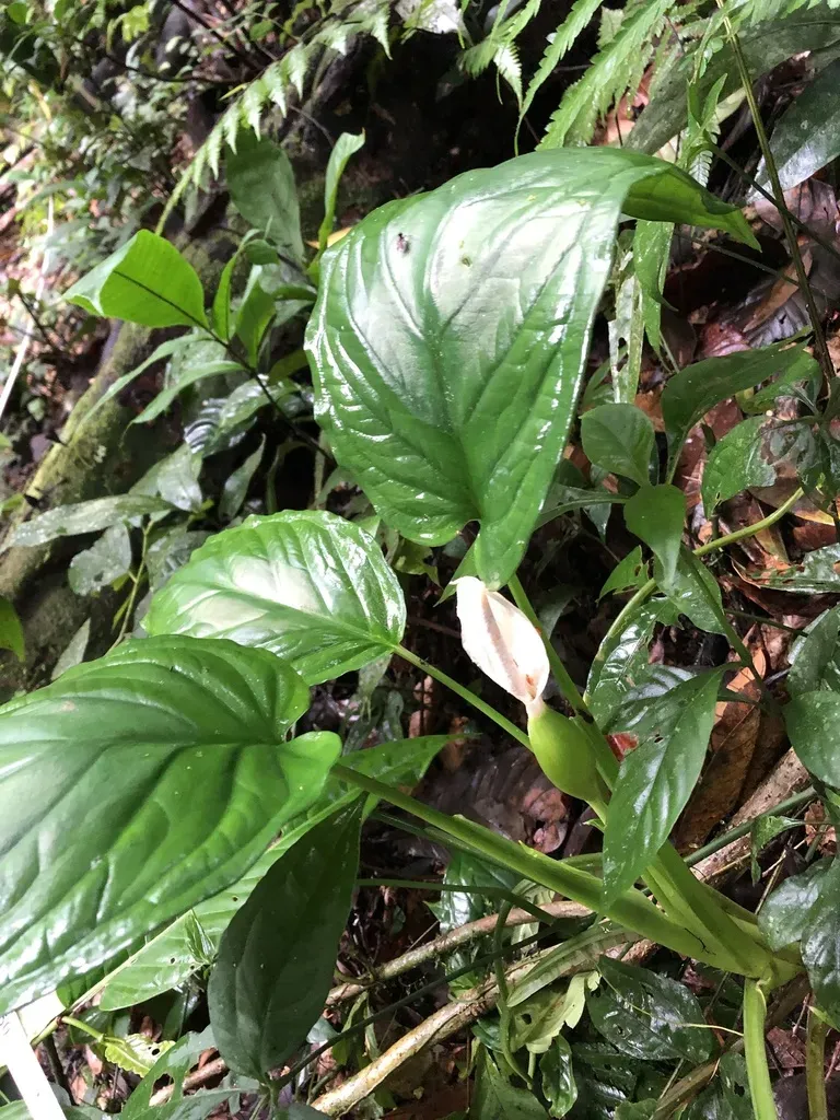 Xanthosoma Viviparum