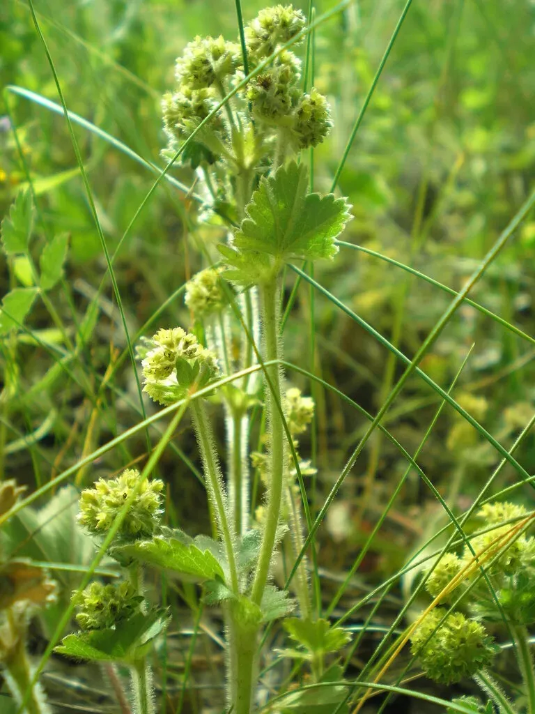 Alchemilla Propinqua