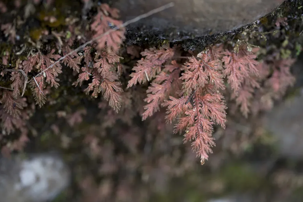 Gemmiferous Spikemoss