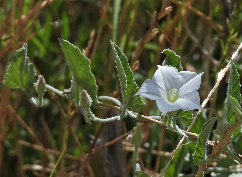 Hermann's Bindweed