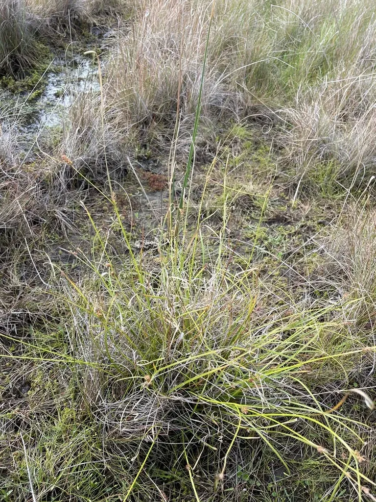 Carex Tasmanica
