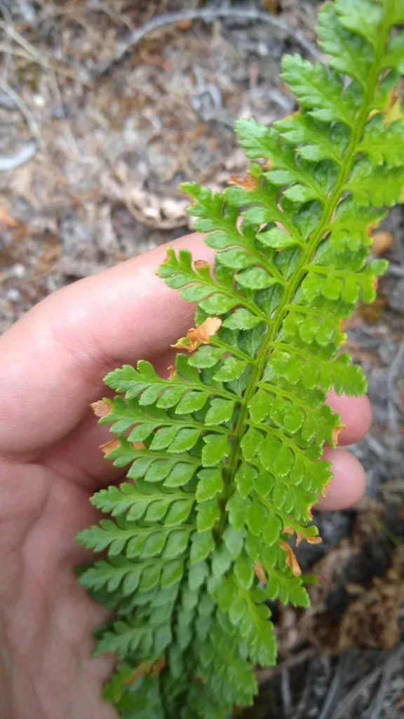 Polystichum Plicatum