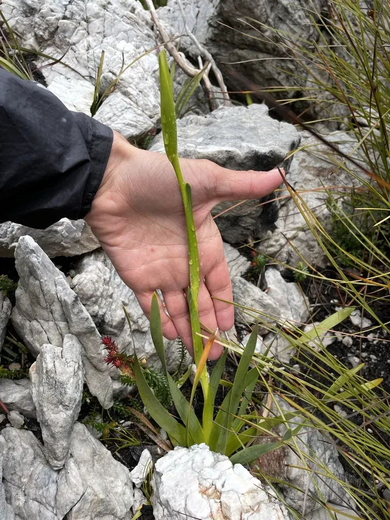 Diplarrena Latifolia