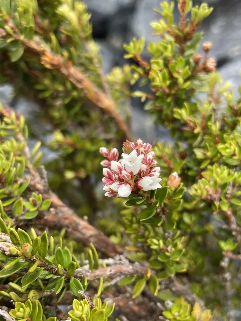 Archeria Serpyllifolia