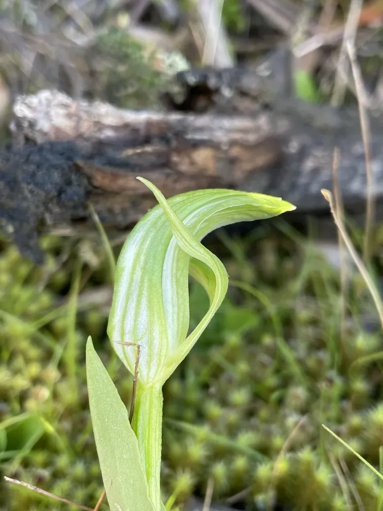 Pterostylis Dubia