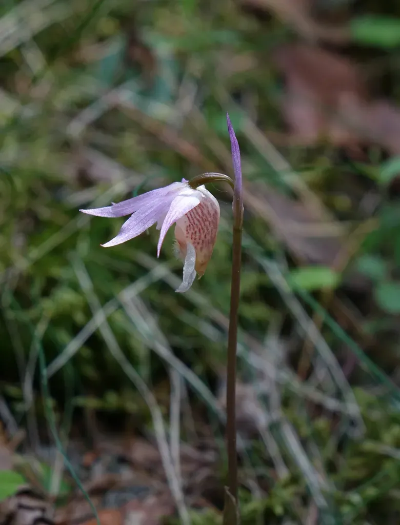 Fairy Slipper