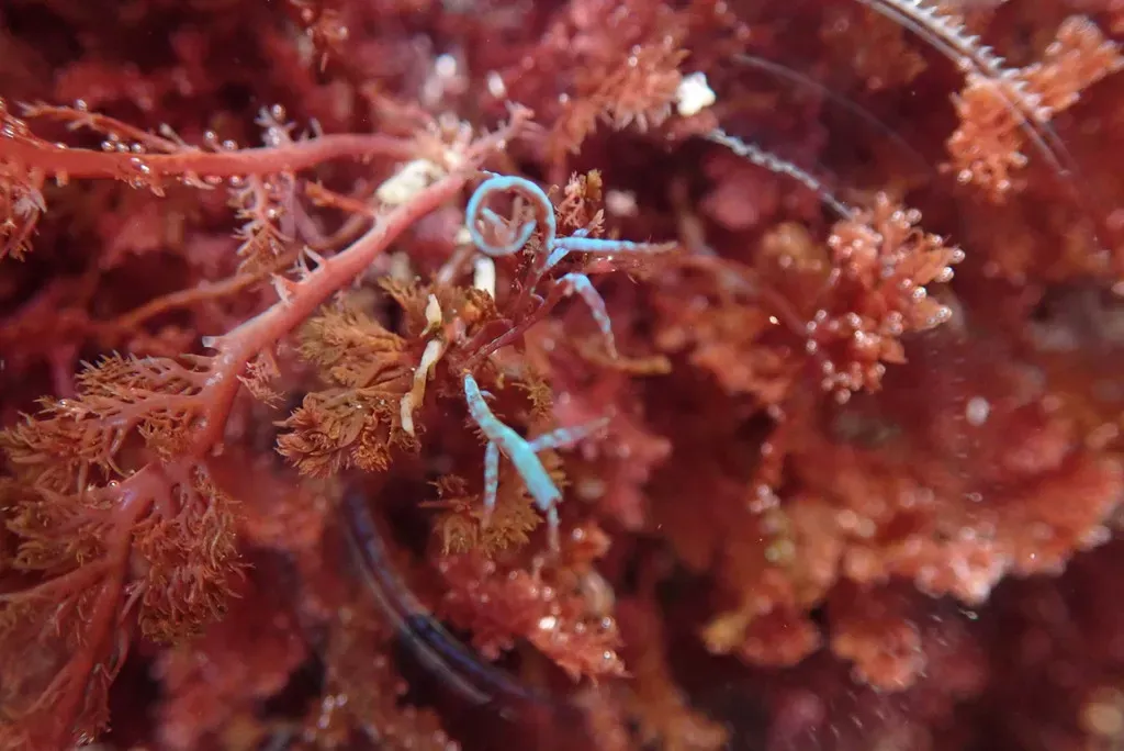 Chondria Acrorhizophora