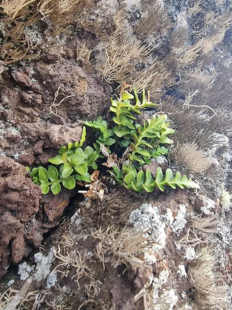 Sea Spleenwort