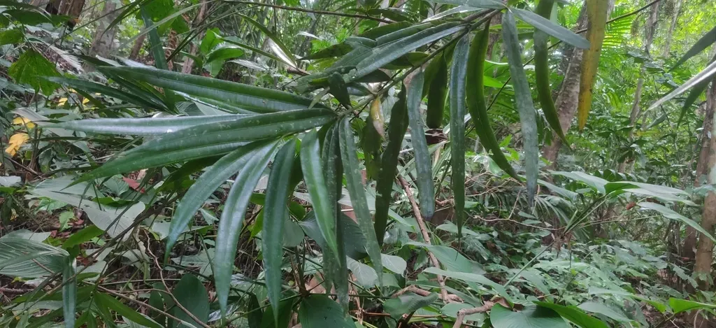 Podocarpus Neriifolius