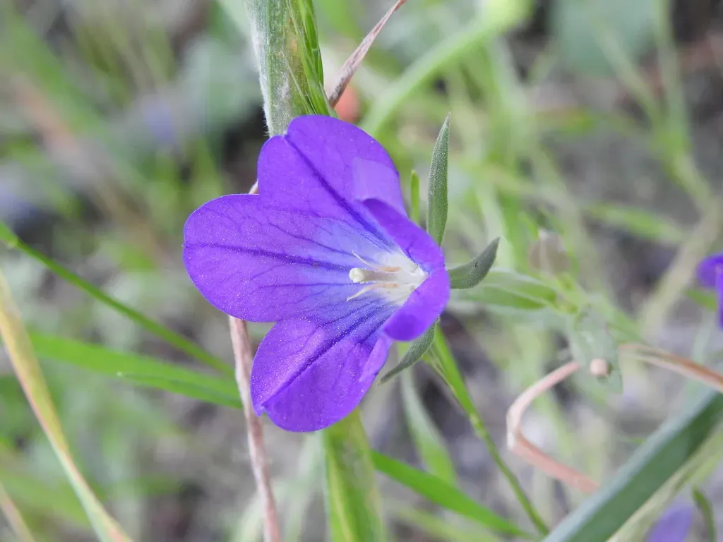 Large Venus'-looking-glass