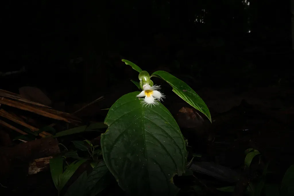 Drymonia Brochidodroma