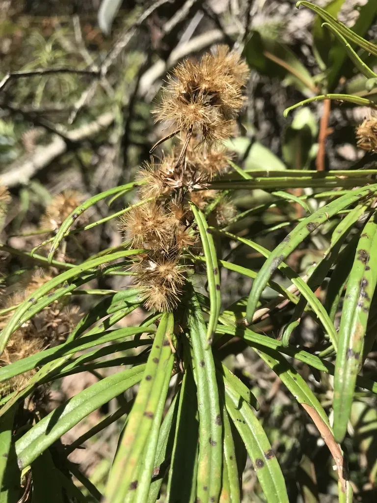 Oligactis Garcia-barrigae