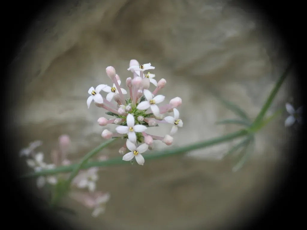 Hexaphylla Pubescens