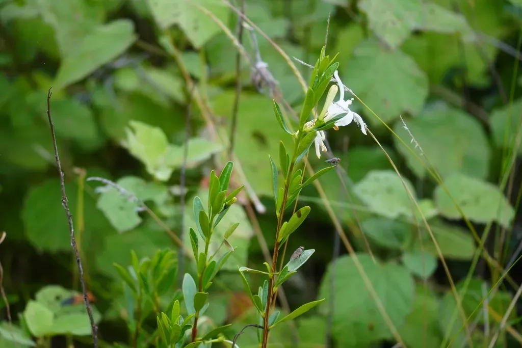 Small Honeysuckle Tree