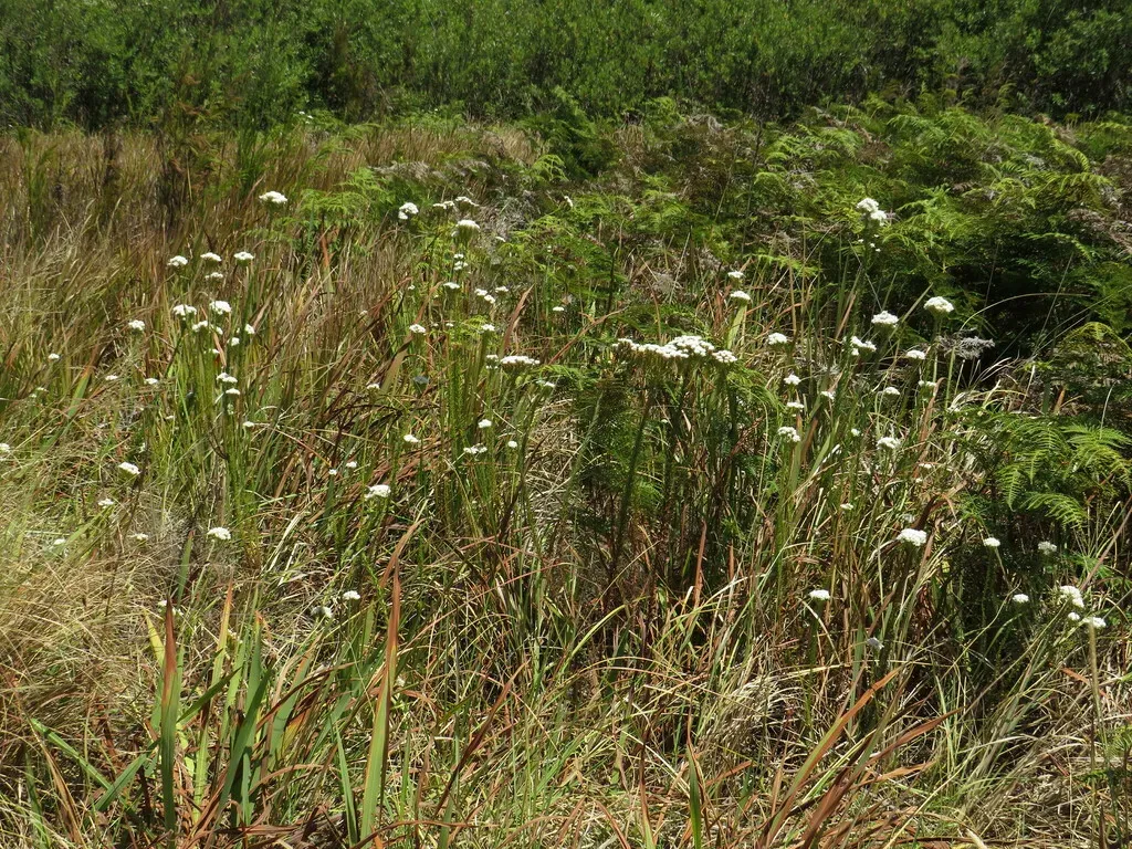 Pseudoselago Subglabra