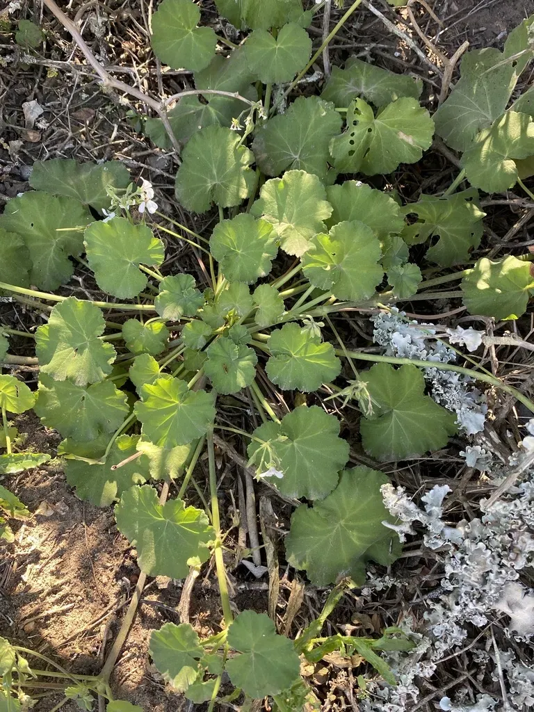 Apple-scented Pelargonium