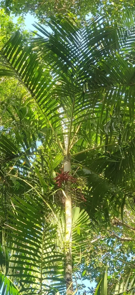 Pinanga Andamanensis