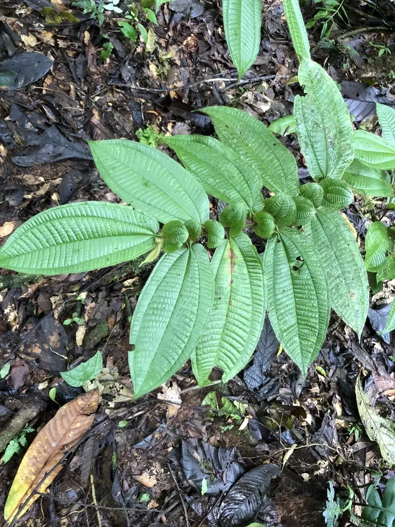 Miconia Richardsprucei