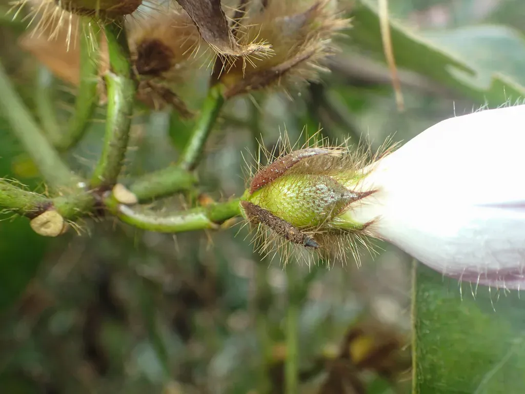 Argyreia Capitiformis