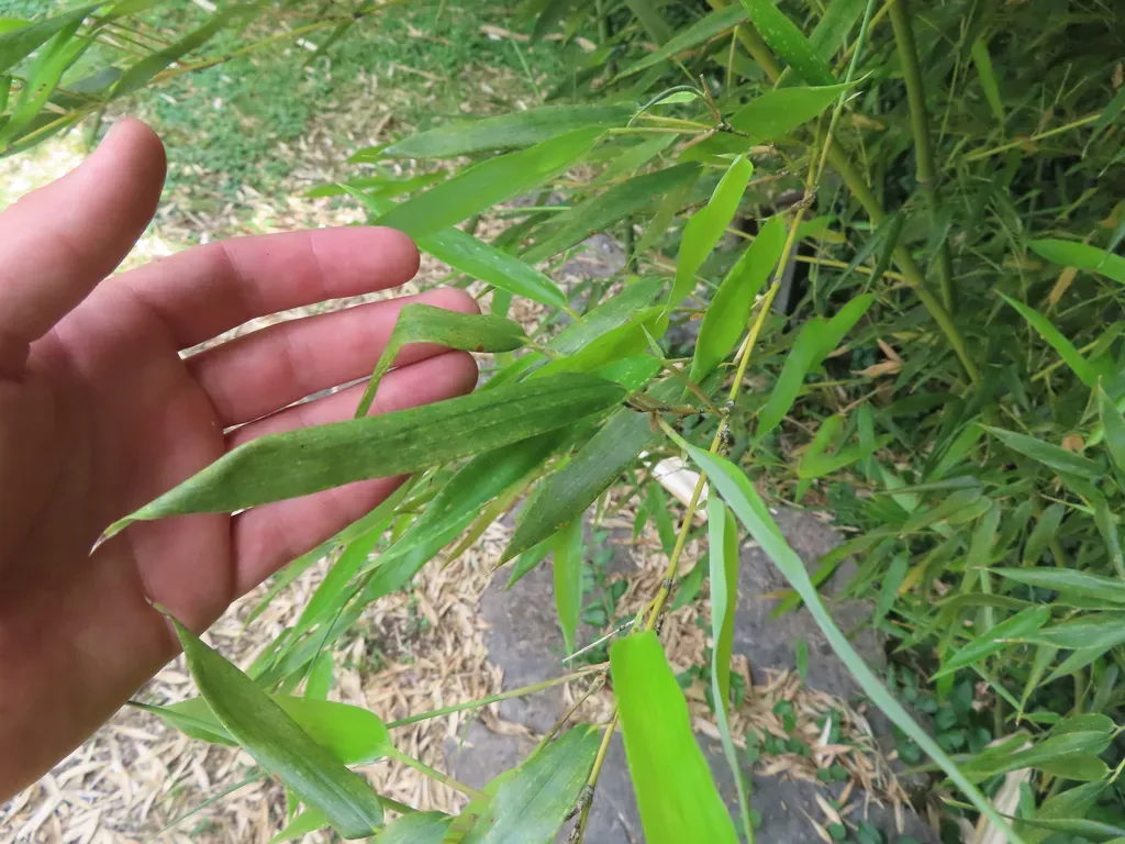 Yellow Groove Bamboo