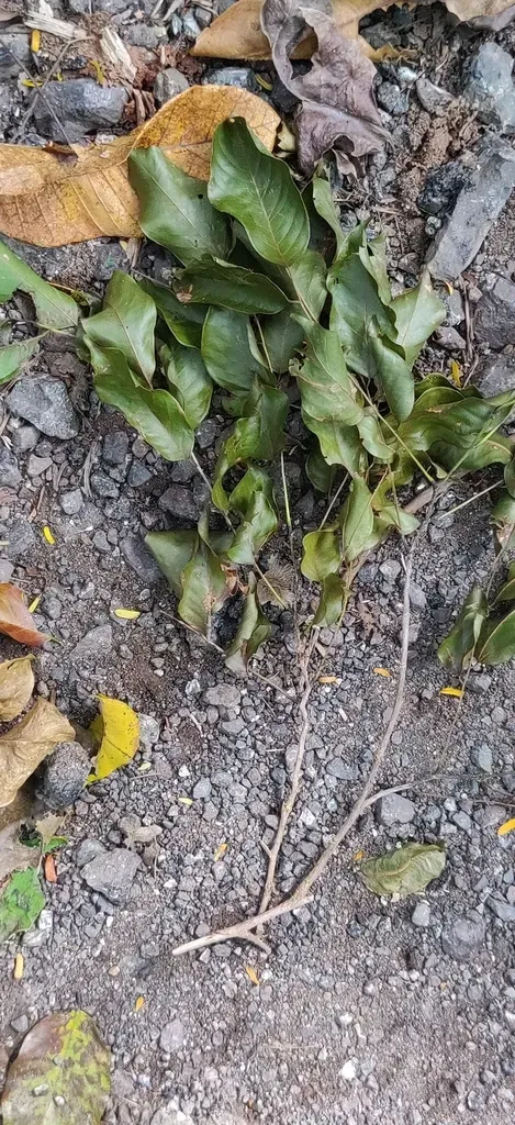 Pterocarpus Dalbergioides