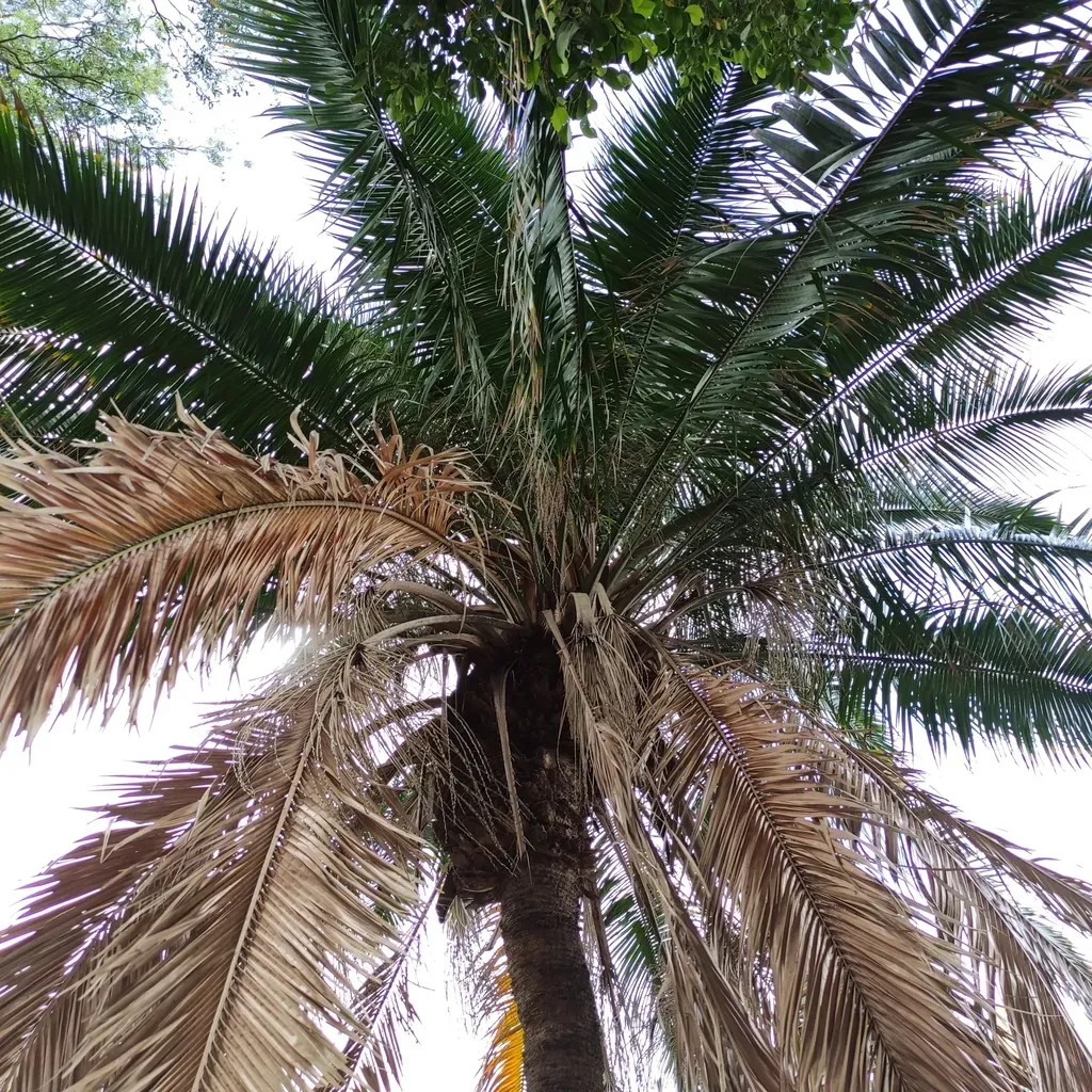 Cliff Date Palm