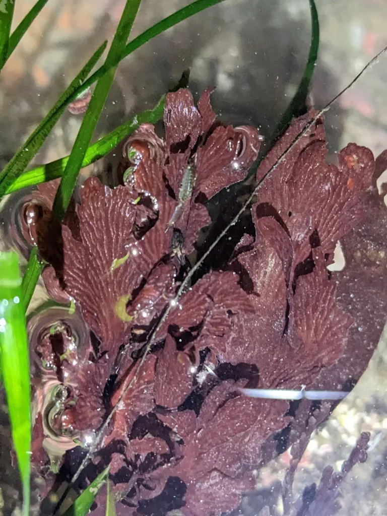 Hymenena Flabelligera