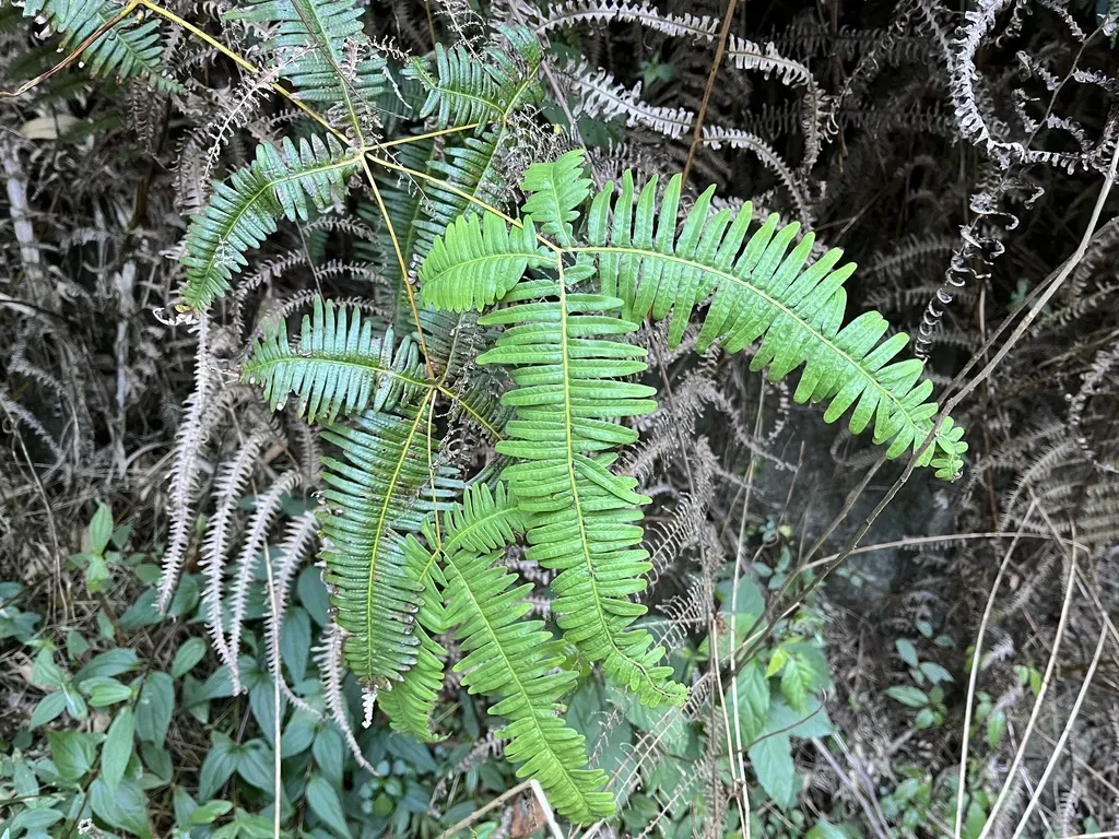 Dicranopteris Taiwanensis