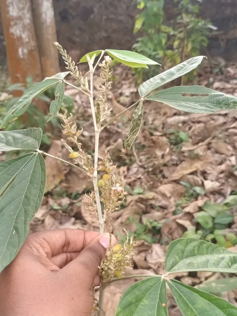 Flemingia Semialata