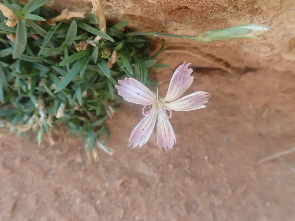 Wild Pink