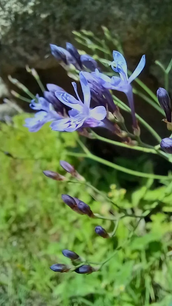 Afrosolen Erythranthus
