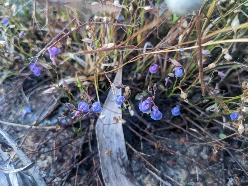 Net-veined Bladderwort