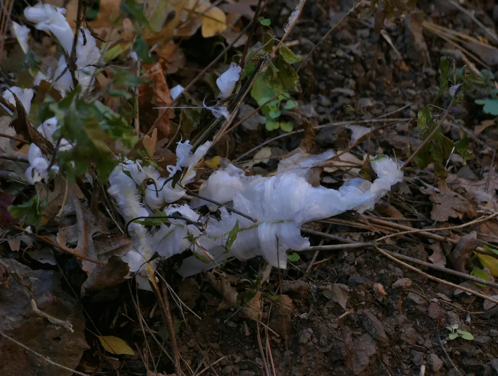 Fendler's Brickellbush