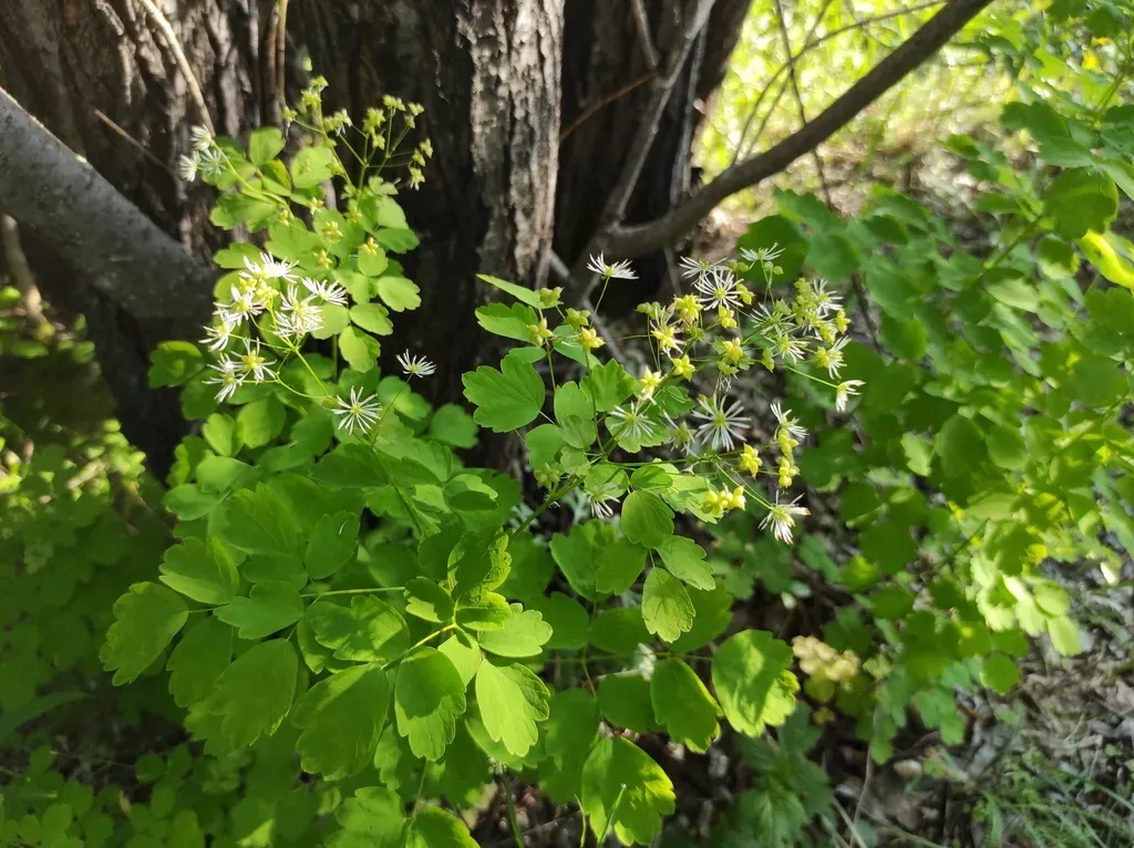 Thalictrum Baicalense