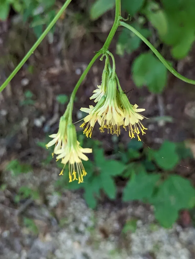 Lion's-foot Rattlesnake-root