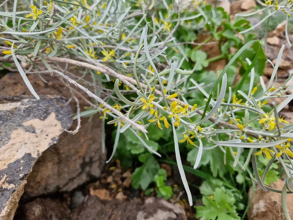 Cneorum Pulverulentum