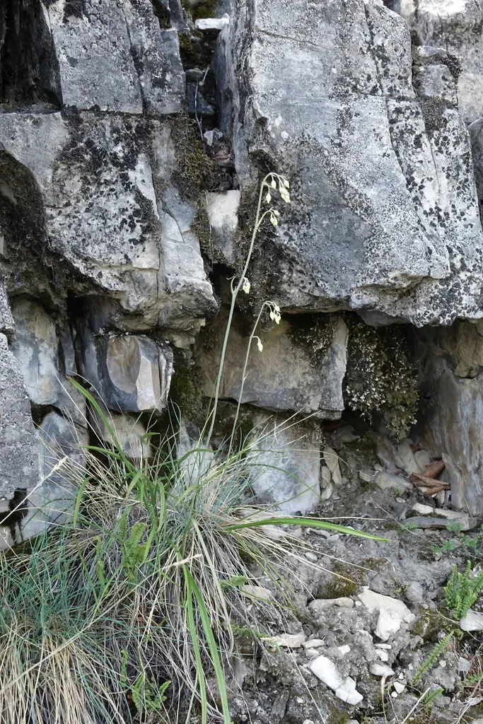 Siberian Death Camas