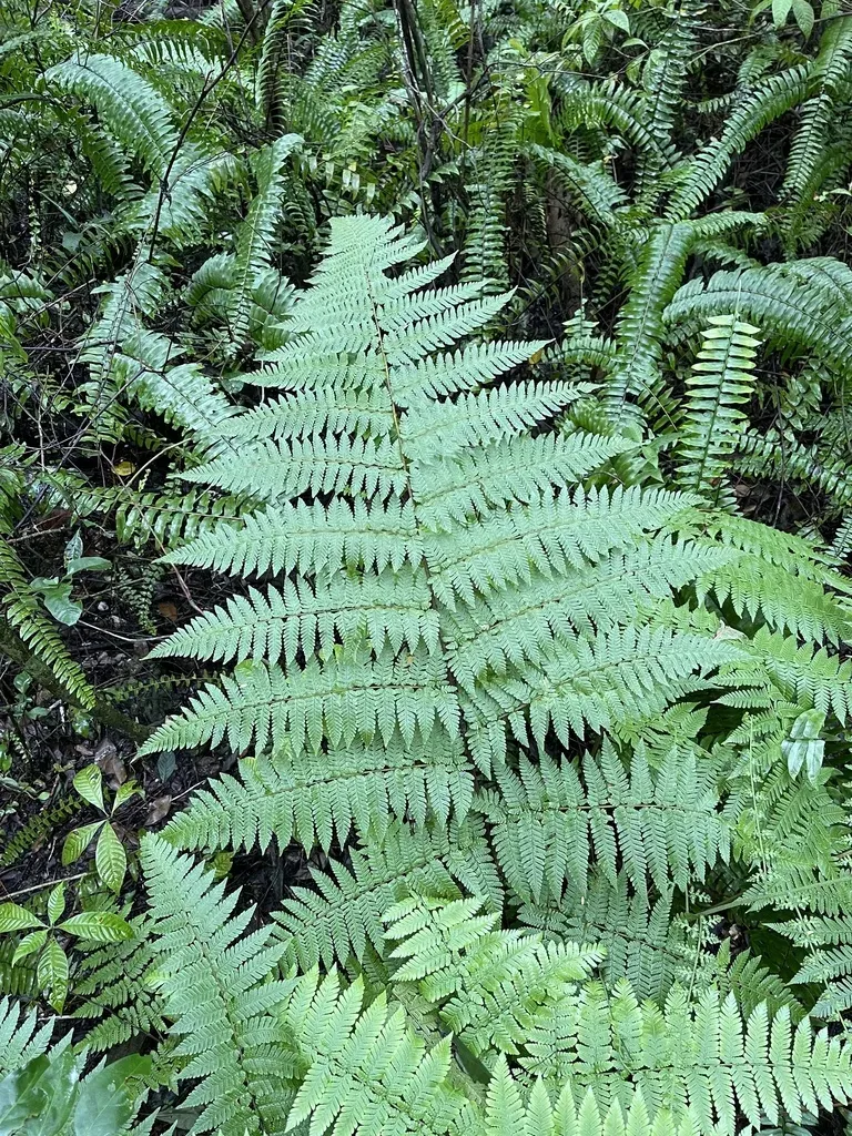 Florida Tree Fern