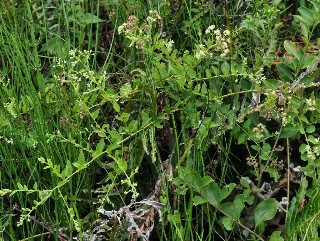 Baccharis Anomala