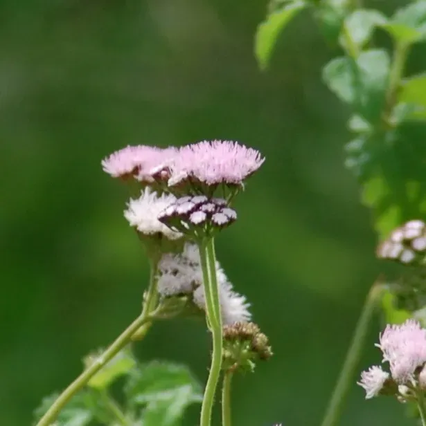 Barrosoa Betoniciformis