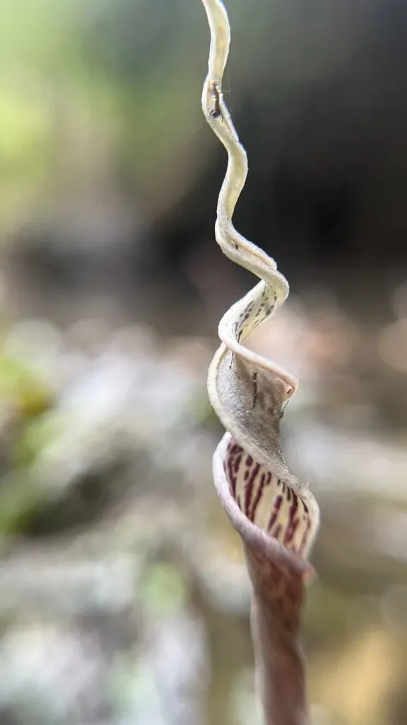Cryptocoryne Crispatula