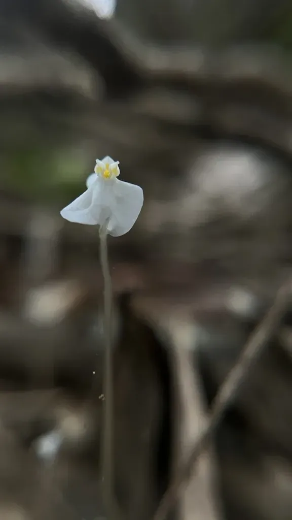 Burmannia Nepalensis